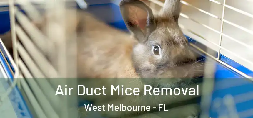 Air Duct Mice Removal West Melbourne - FL